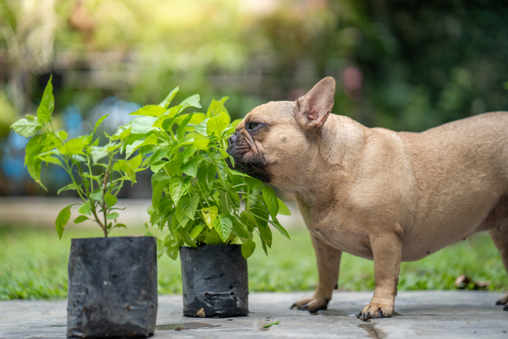 Is Basil Safe for Dogs?