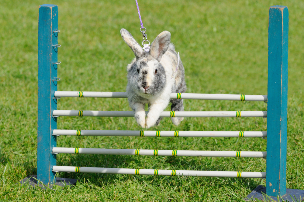 how high can rabbits jump