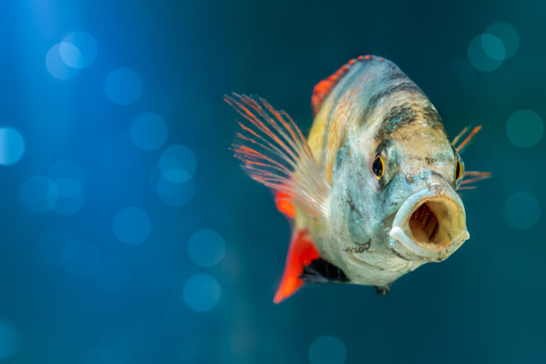 Do Fish Have Tongues? :Unveiling the Underwater Mystery