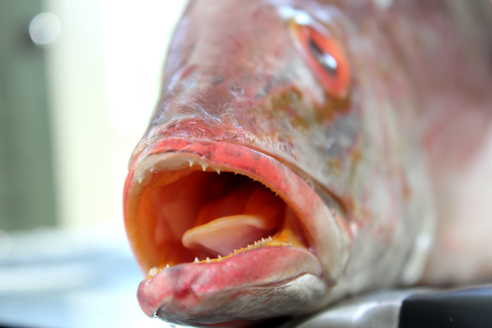 Do Fish Have Tongues?