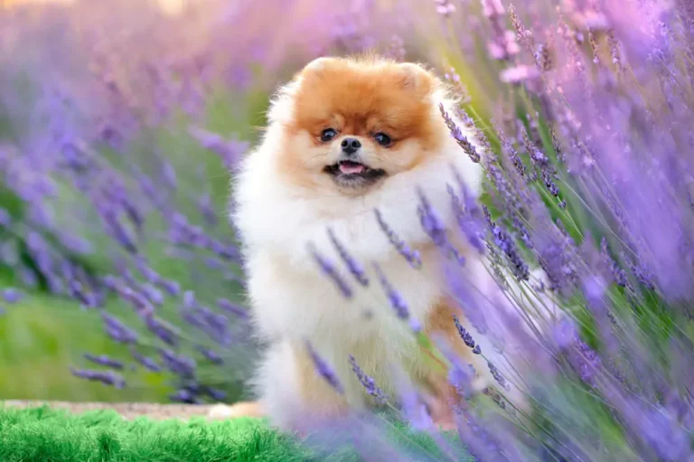 Lavender Pomeranians : Your Ultimate Guide