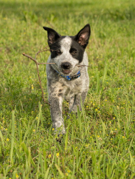 Texas Heeler puppies: Discover the Lone Star Cuties