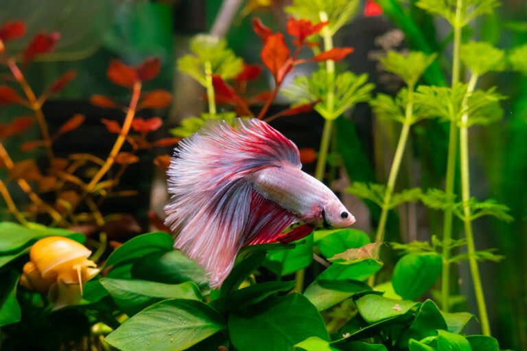 Betta Fish Plants: A Guide to Choosing the Perfect Foliage