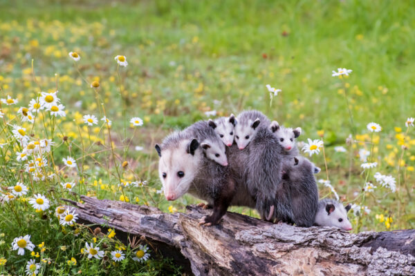 Baby Possums