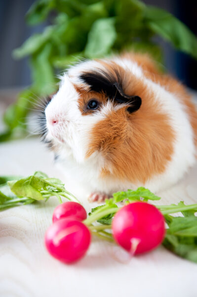 Can Guinea Pigs Eat Radishes
