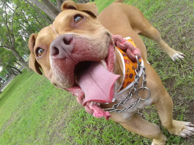 Gator Pitbulls 101: What You Need to Know