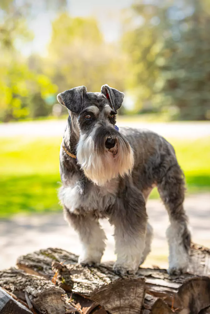 Why Schnauzers Are the Worst Dogs: Separating Fact from Fiction
