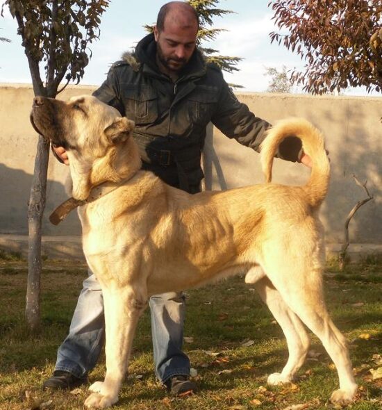 Boz Shepherd: An Impressive Guardian Dog