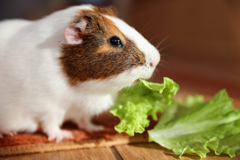 Can Hamsters Eat Lettuce? A Comprehensive Guide