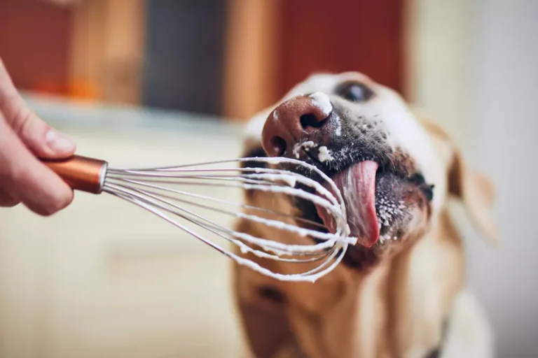 Can Dogs Eat Whipped Cream? Exploring the Canine Diet