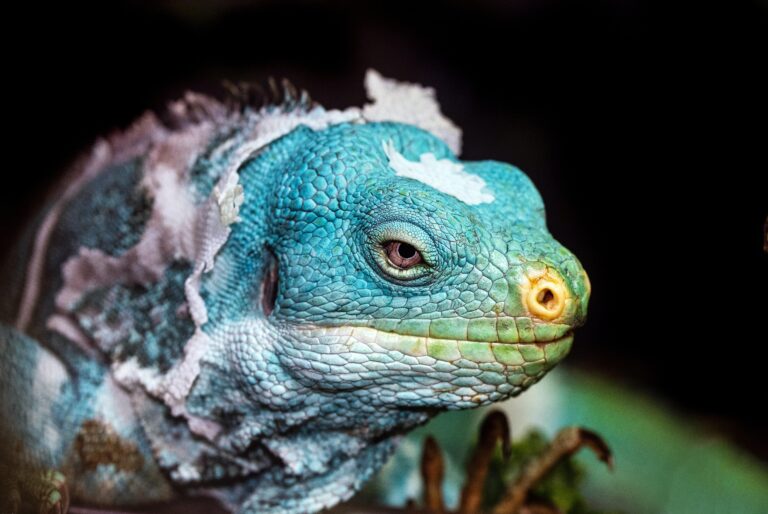 Blue Bearded Dragon: Discover the Enigmatic World of