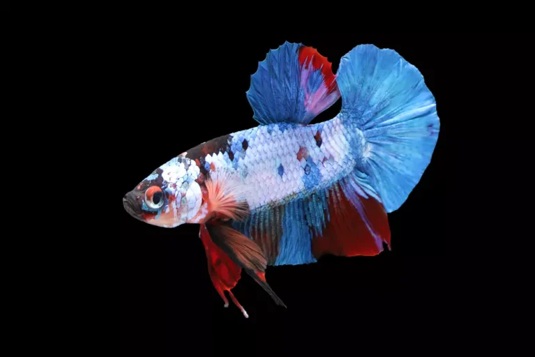 Betta Fish Behavior Before Death: Understanding Their Signs