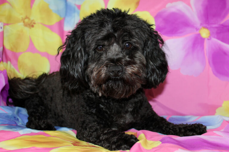 Black Maltipoo Temperament: Lively and Affectionate