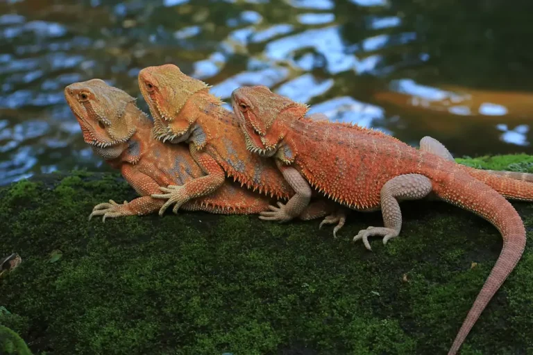 Fancy Bearded Dragon: Your Guide to These Fascinating Reptiles
