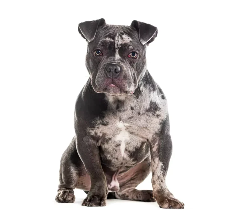 Merle Bully: The Unique Canine Companions