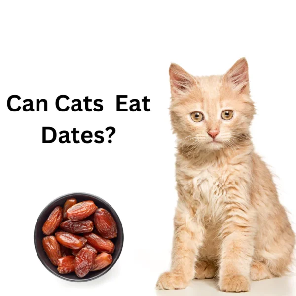 Can Cats Eat Dates