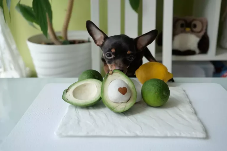 How Much Avocado Will Kill a Dog: Understanding the Risks