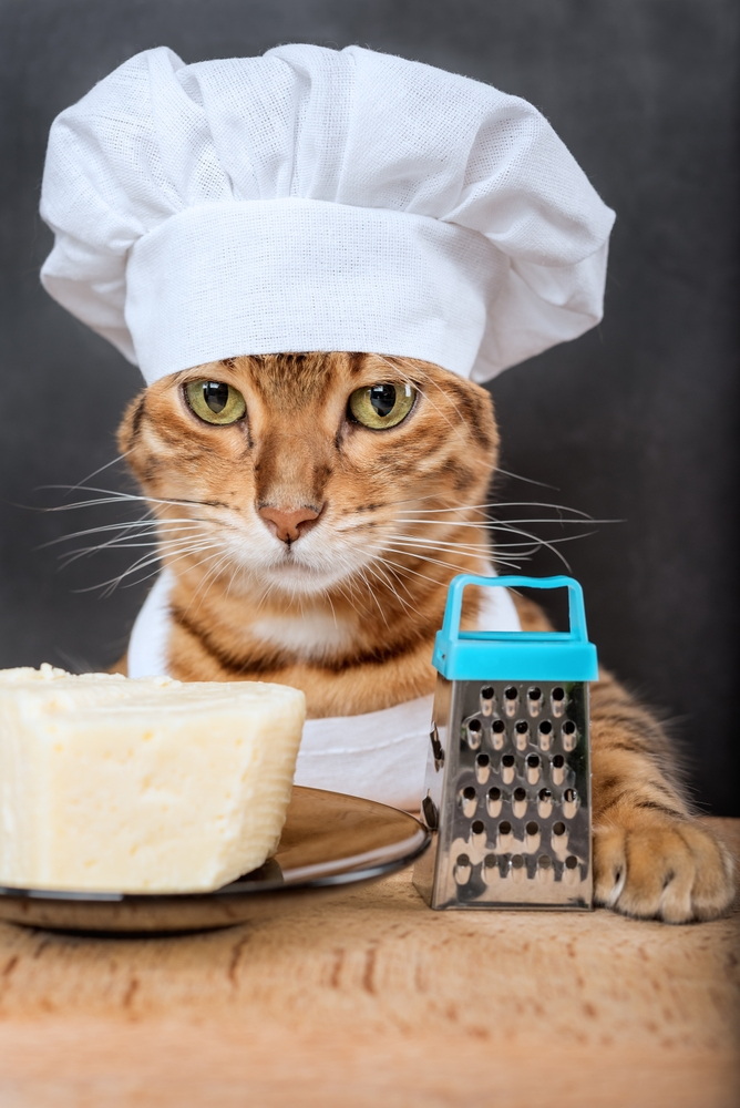can cats eat parmesan cheese