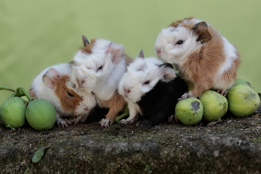 Newborn Guinea Pigs