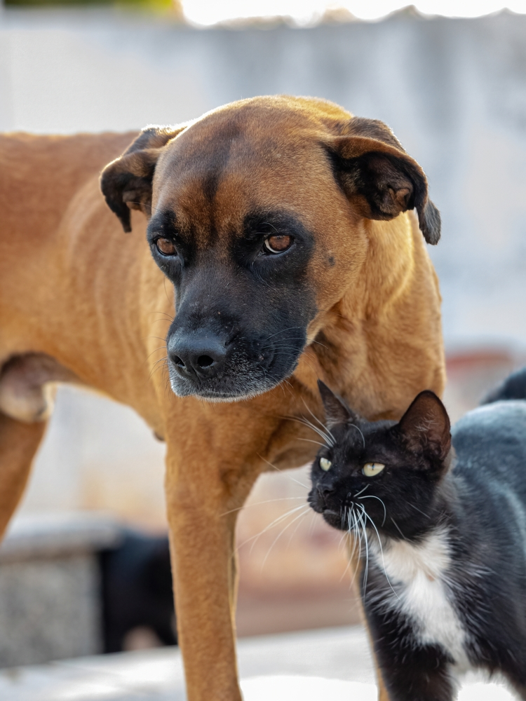 Can Unvaccinated Cats Be Around Dogs