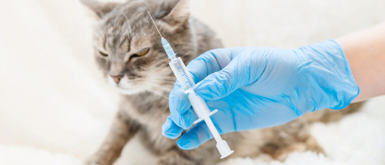 Accidentally Gave Cat a Double Dose of Flea Medicine