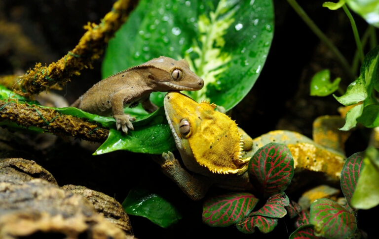 Can Crested Geckos Live Together?