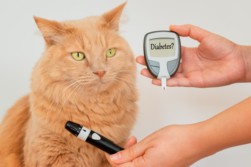 Can Temptations Cat Treats Cause Diabetes?